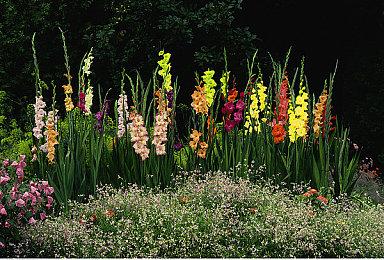 任天堂将终止《喷射战士2》Online Lounge功能 7月28日开始